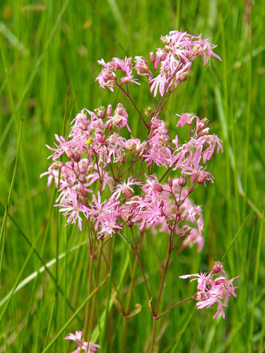 Foto floarea cucului (c) Petru Goja